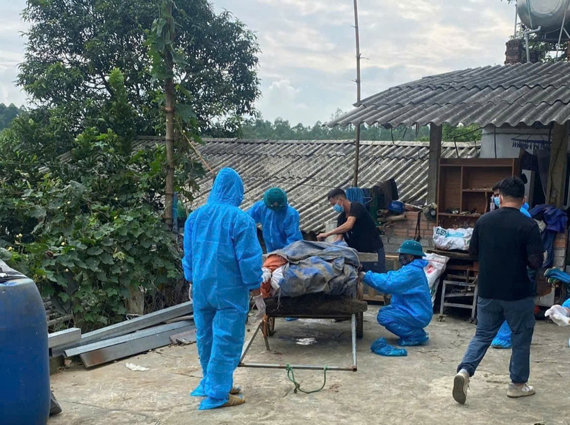 64 xã, phường tỉnh Phú Thọ có dịch tả lợn châu Phi