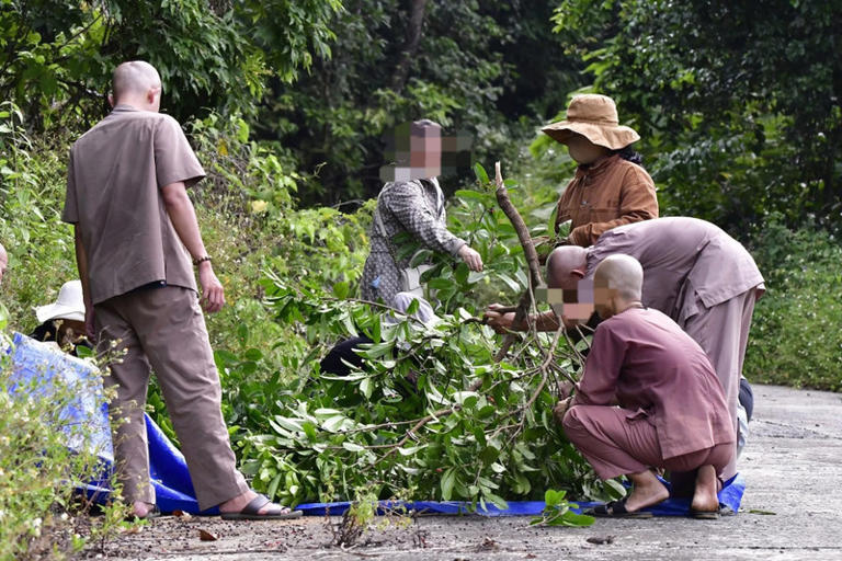 Dẫn du khách lên bán đảo Sơn Trà hái thức ăn của khỉ, người đàn ông lĩnh phạt