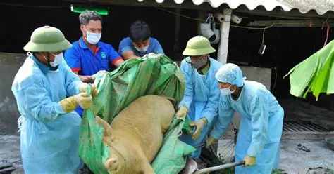 Mỹ Hào: Phát hiện 01 hộ dân trên địa bàn phường ziet mổ lợn nhiễm dịch tả Châu Phi
