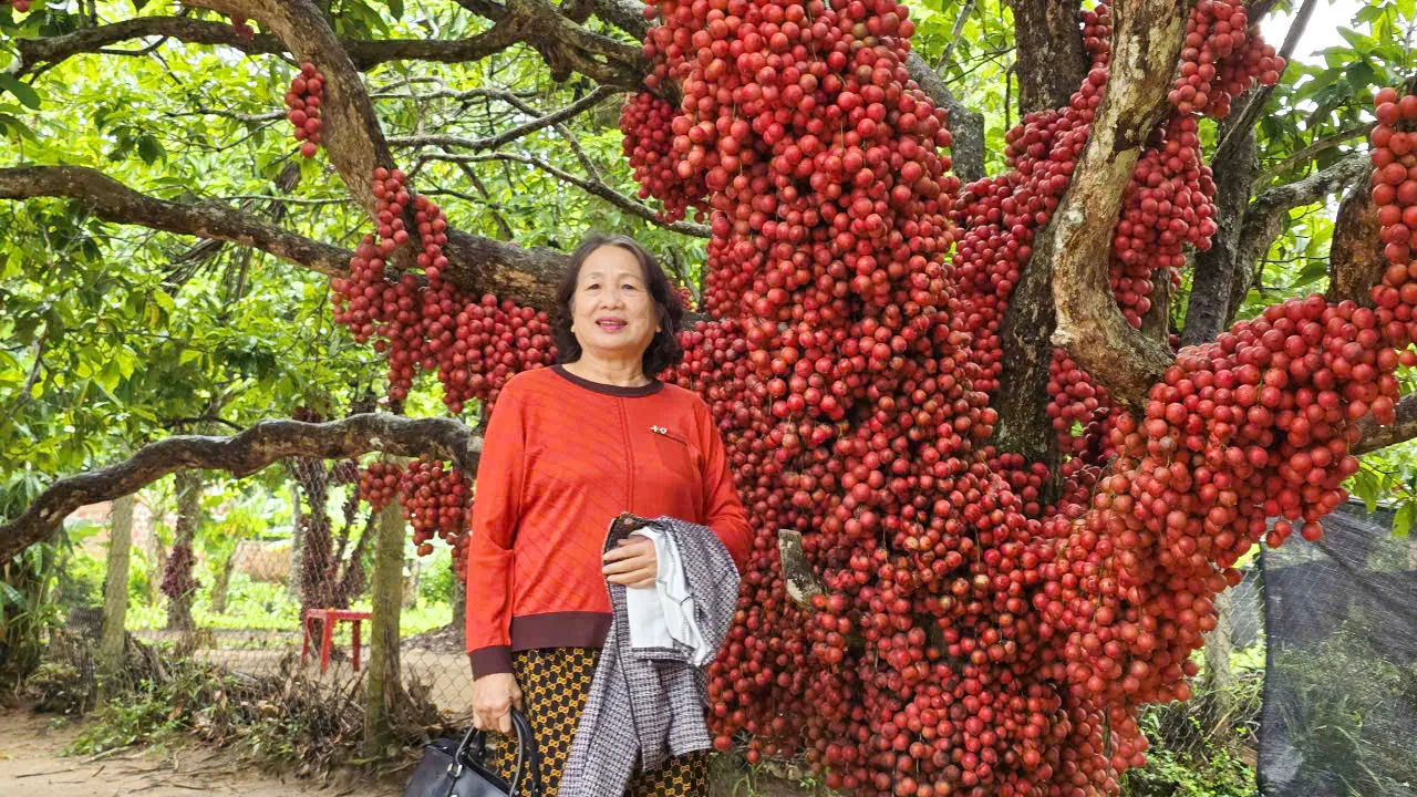 Vườn dâu da đỏ rực ở Gia Lai, thu hút hàng ngàn lượt khách đến check in
