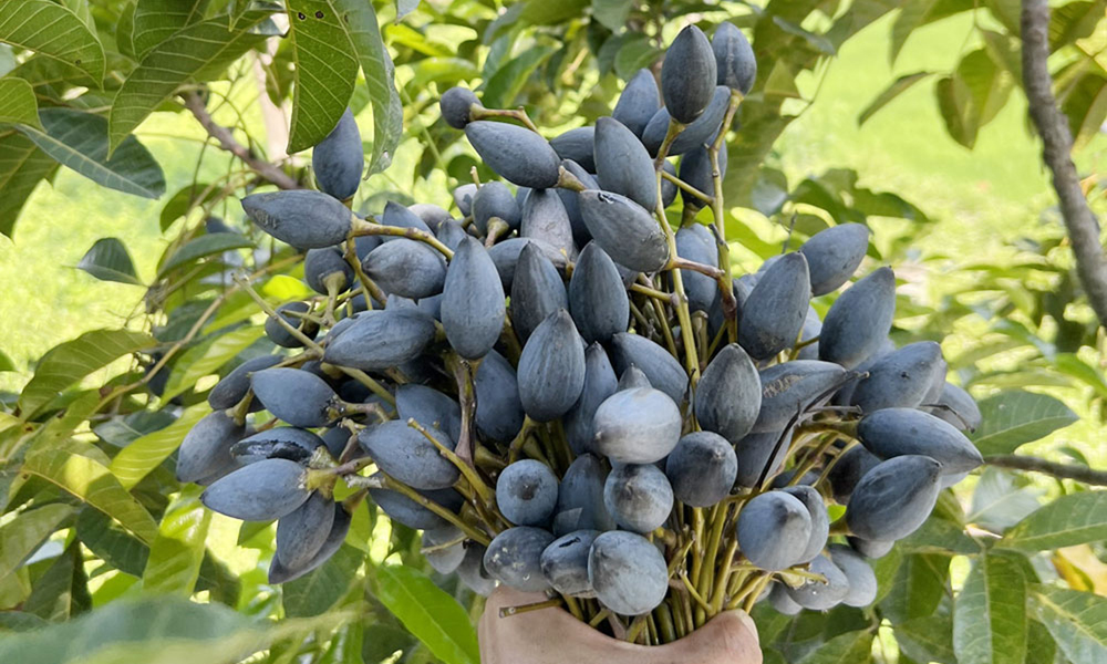Trám đen – “Lộc trời” ở Hoàng Vân