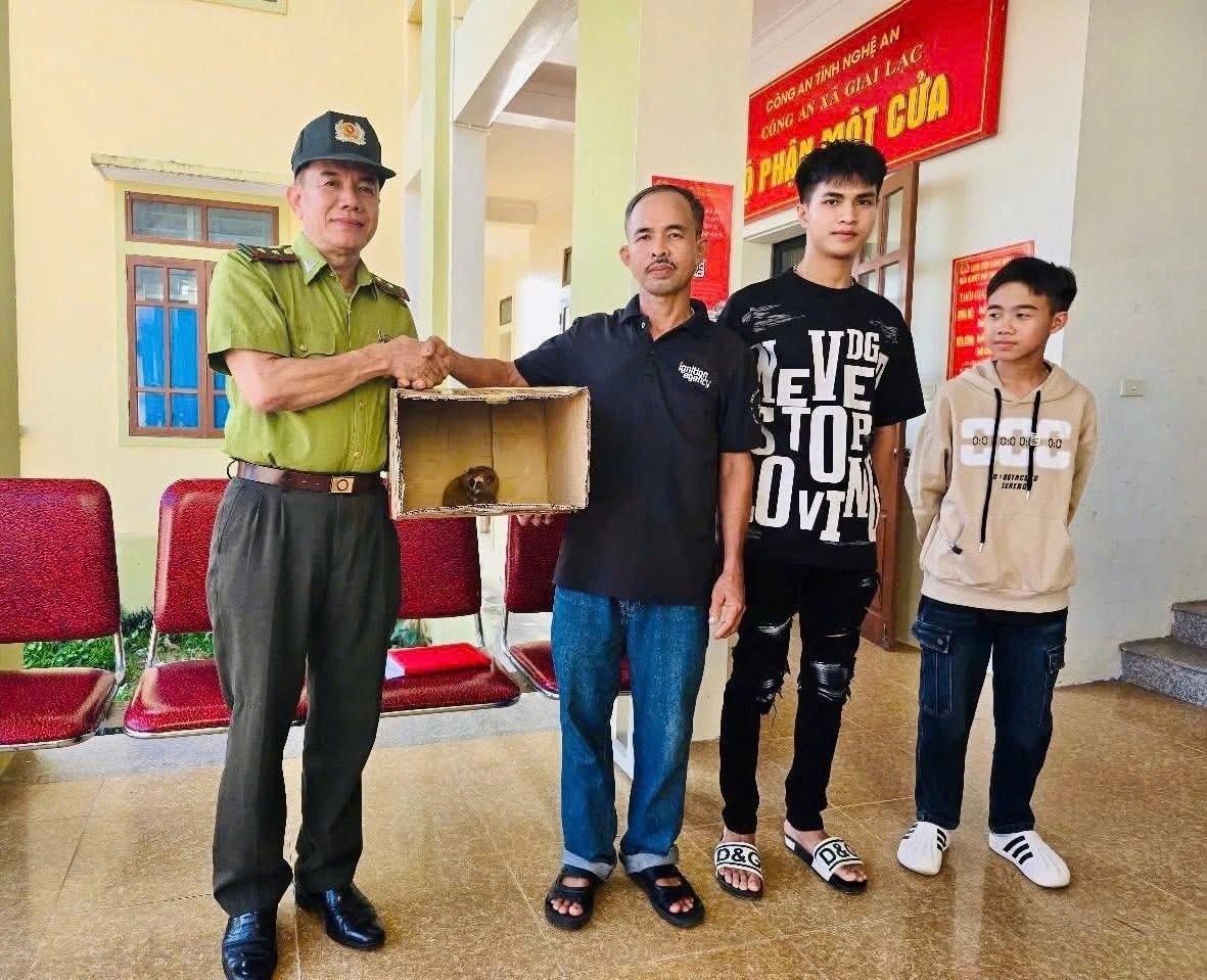 Người dân Nghệ An phát hiện cu li quý hiếm tại vườn nhà