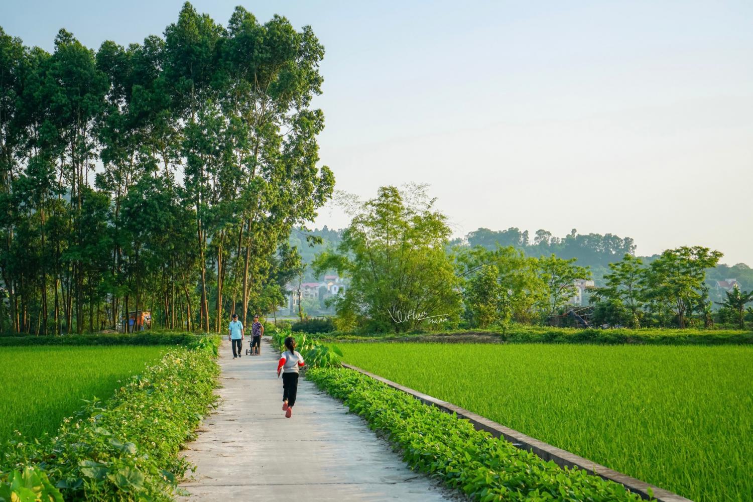 Làng quê Bắc Ninh đẹp nền nã, nên thơ đến nao lòng qua góc máy của nhiếp ảnh gia Nguyễn Quang Hưng